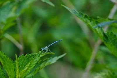 Close-up of insect on plant