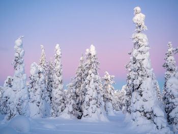 Close-up of snow covered field against clear sky