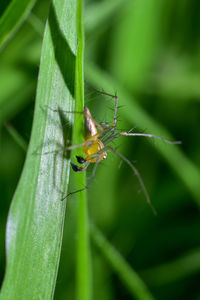 Close-up of insect on plant