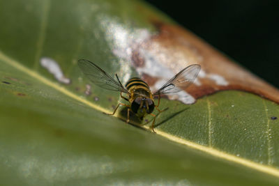 Close-up of insect