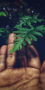 Close-up of hand holding leaves