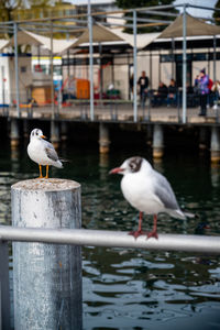 Seagull perching on wooden post