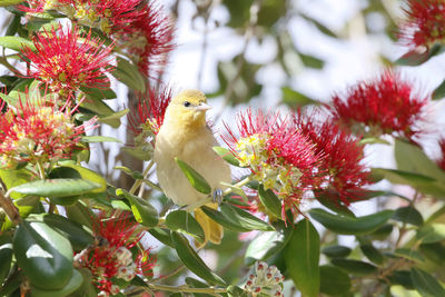 Hooded oriole