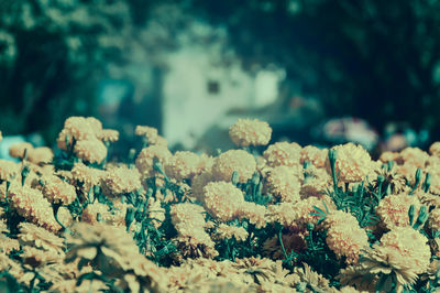 Close-up of plants