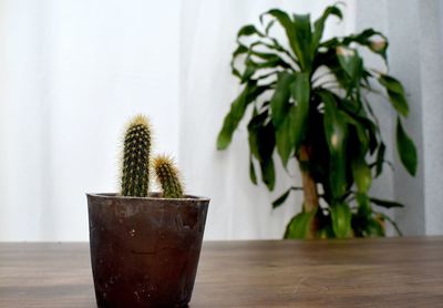 Close-up of potted plant on table