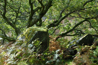 Moss growing on rocks in forest