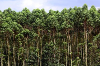 Eucalyptus trees in riau, indonesia. 