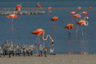 View of birds on beach