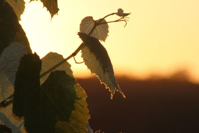 Close-up of leaves at sunset