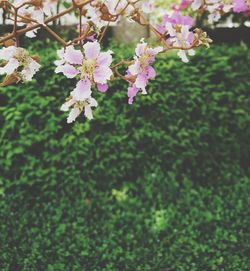 Close-up of pink flowers on branch