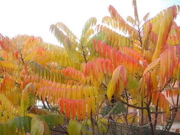 Close-up of flowering plants against sky