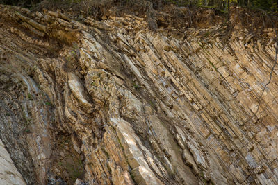 Full frame shot of tree trunk