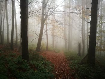 Trees in forest during foggy weather