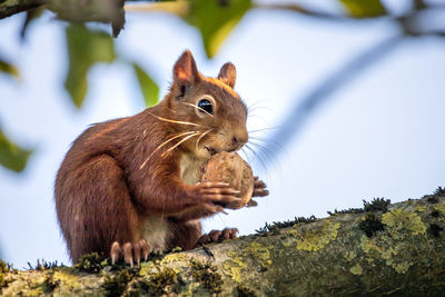 Close-up of squirrel