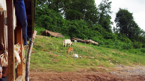 Cows on field