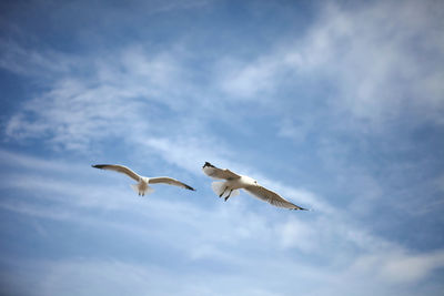 Low angle view of seagulls flying