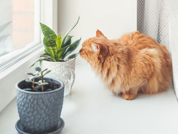 Cat sitting on table