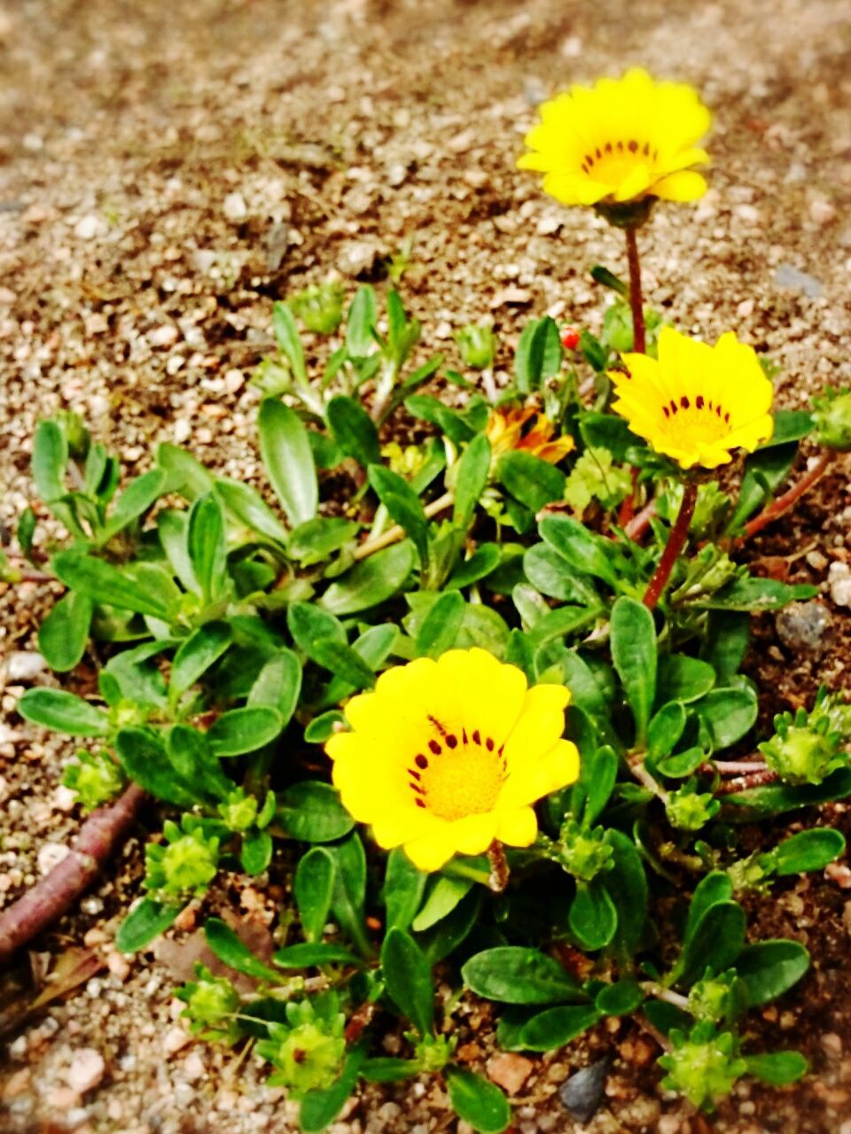 flower, yellow, freshness, petal, fragility, flower head, growth, beauty in nature, blooming, plant, nature, high angle view, field, in bloom, leaf, pollen, close-up, focus on foreground, blossom, botany