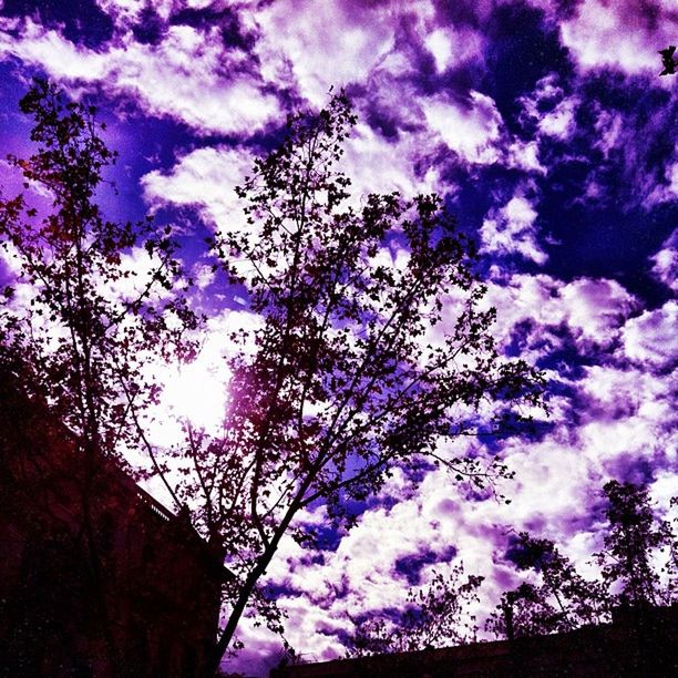 sky, low angle view, tree, cloud - sky, beauty in nature, nature, flower, blue, growth, silhouette, cloud, branch, purple, cloudy, tranquility, pink color, outdoors, scenics, dusk, no people