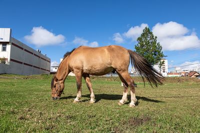 Horse grazing on field 