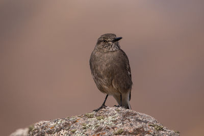 Close-up of bird perching on rock