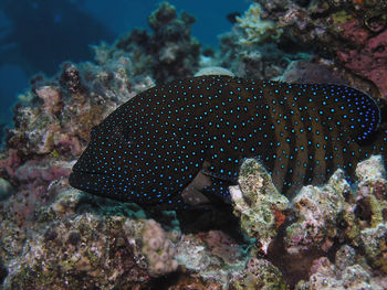 Peacock grouper 