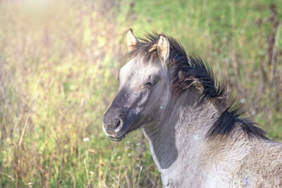 Close-up of a horse on field