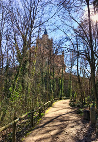 Footpath amidst trees in forest against sky