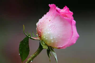 Close-up of raindrops on pink rose