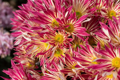 Close-up of pink dahlia