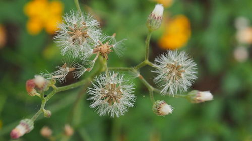 Close-up of flowers against blurred background