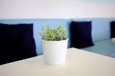 Potted plant on table