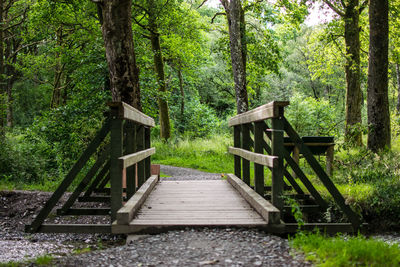 Wooden walkway in forest