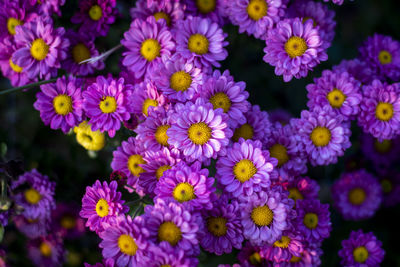 Close-up of purple crocus flowers