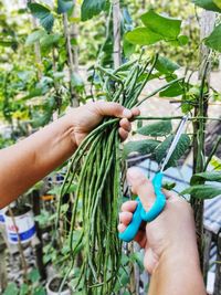 Close-up of hands holding plant