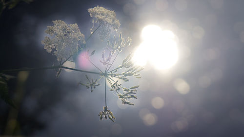 Close-up of frozen plant against bright sun