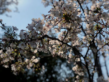 Low angle view of cherry blossom tree