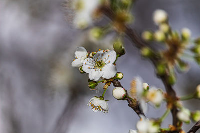 Close-up of white cherry blossoms in spring