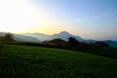 Scenic view of grassy field against sky