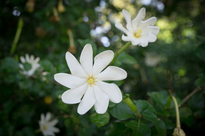 Close-up of white flower