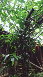 Low angle view of bamboo trees in forest