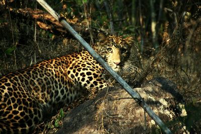 Portrait of leopard standing in forest