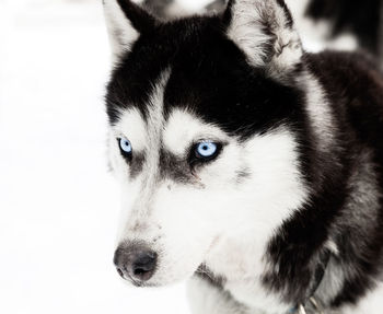 Close-up portrait of a dog