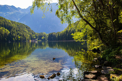 View of birds in lake