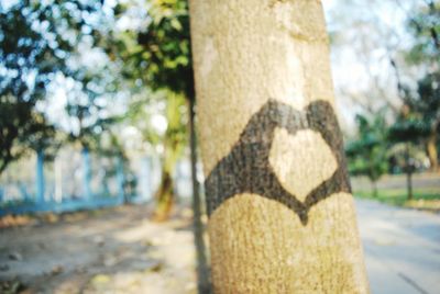 Close-up of heart shape on tree trunk