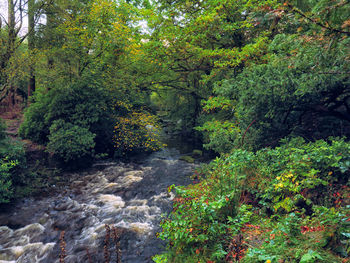 Scenic view of river amidst trees in forest