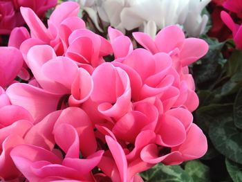 Close-up of pink flowers blooming outdoors