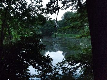 Reflection of trees in lake