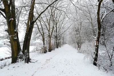 Snow covered bare trees in forest