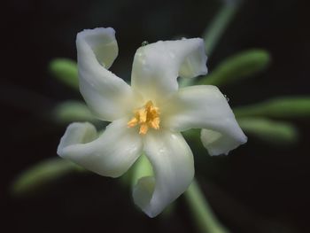 Close-up of white frangipani blooming against black background